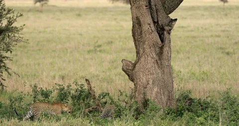 Leopard walks past Cub and climbs Acacia Tree. Stock Footage 129741115