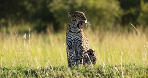 A leopard walks in the savannah during sunset Stock Footage 286082004
