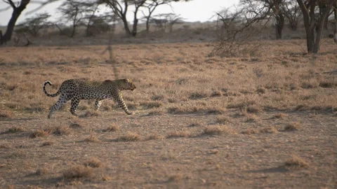 Leopard Walks Through Dry Bushes in the African Wilderness Stock Footage 219748604