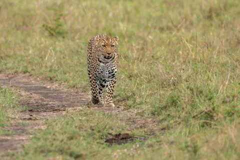 Leopard walks through the tall grass, Masaai Mara Kenya Africa Stock Photos
