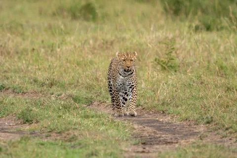 Leopard walks through the tall grass, Masaai Mara Kenya Africa Stock Photos
