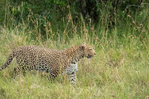 Leopard walks through the tall grass, Masaai Mara Kenya Africa Stock Photos
