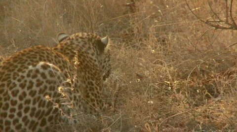 Leopard Warning 库存影片 532772