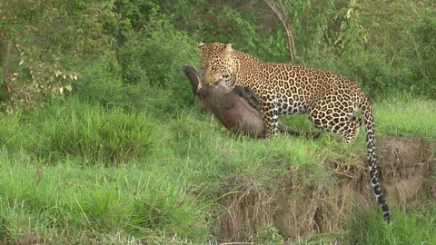 LEOPARD WITH WARTHOG UP BANK Video stock 76131957