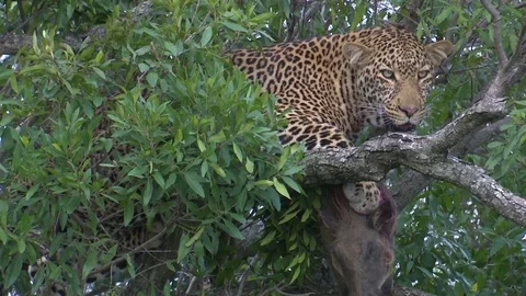 LEOPARD WITH WARTHOG IN TREE CLOSE 库存影片 76131375