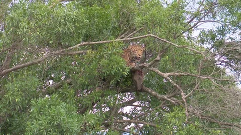 LEOPARD WITH WARTHOG IN TREE Video stock 76131444