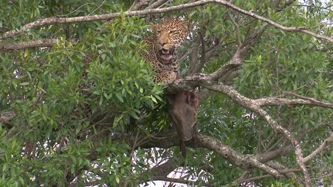LEOPARD WITH WARTHOG IN TREE MEDIUM CLOSE Video stock 76131791