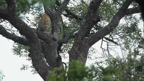 Leopard washes face and paw on tree branch on rainy South Africa day Stock Footage 336659501