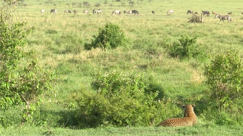 LEOPARD WATCHES IT'S PREY Video stock 91074310