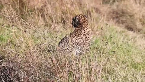 Leopard watching every inch of the jungle Video stock 221911231