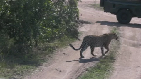 Leopard watching. Kenya, Africa Video stock 296330435