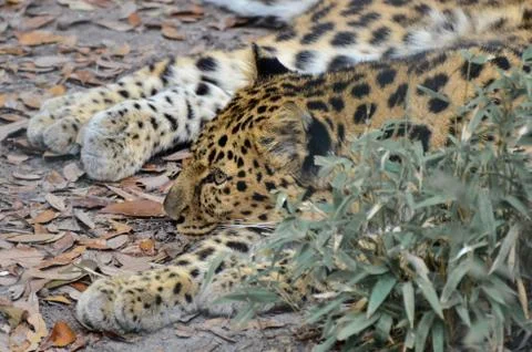 Leopard watching Stock Photos