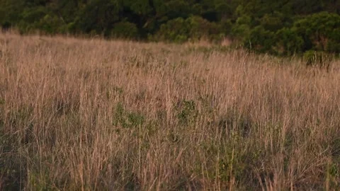 Leopard weaving through the tall grass of Maasai Mara Stock Footage 319069920