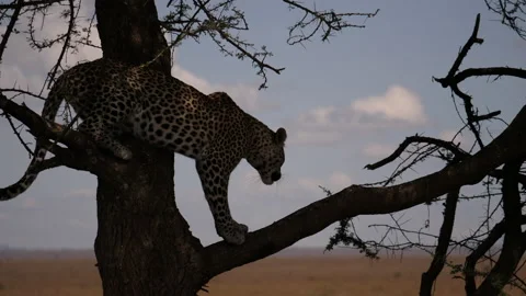Leopard went down from a tree, Serengeti Stock Footage 146970085