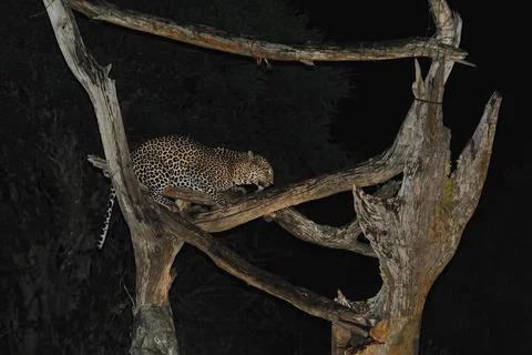 A leopard while is eating Stock Photos