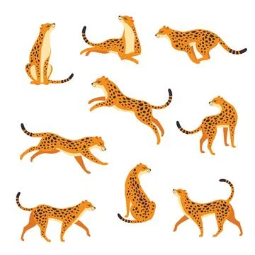 Leopard as Wild Cat with Long Spotted Body Sitting, Running and Walking Vector Stock Illustration