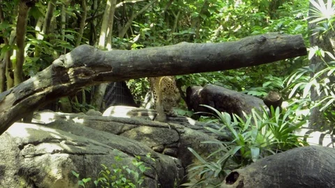 LEOPARD IN THE WILD Stock Footage 106240971