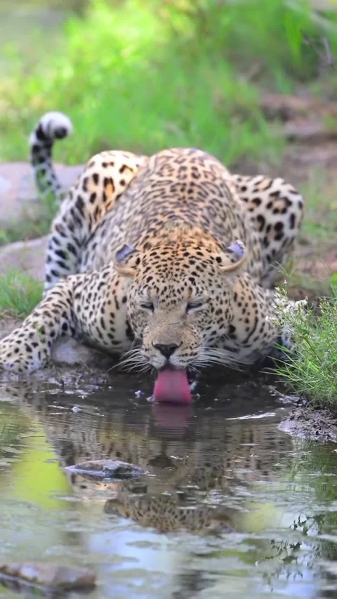 Leopard in the wild Stock Footage 321260121