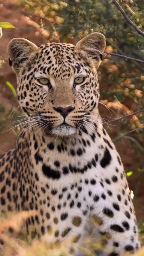 Leopard in the wild Stock-Footage 330048882