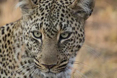 Leopard in the wild Stockfoto's