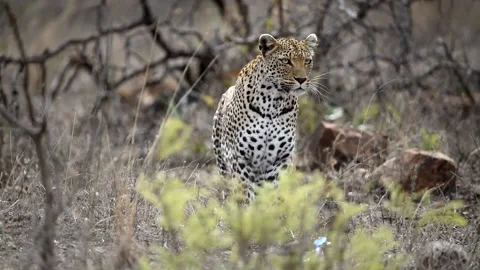 Leopard in the wilderness Stock Footage 132748391