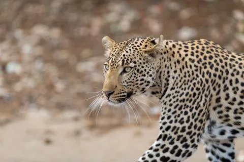 Leopard in the wilderness Stock Photos