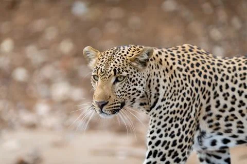 Leopard in the wilderness Stock Photos