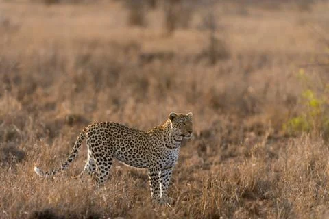 Leopard in the wilderness Stock Photos