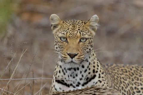 Leopard in the wilderness Stock Photos