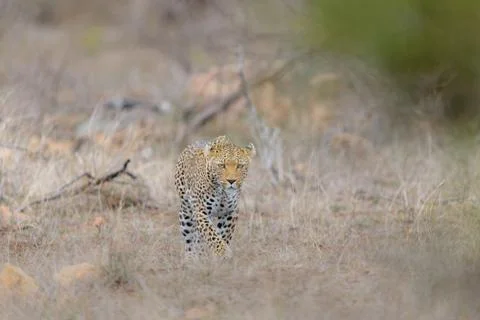 Leopard in the wilderness Stock Photos