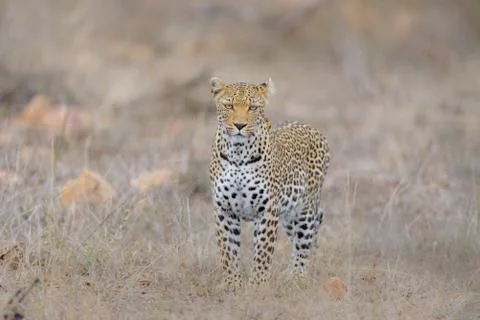 Leopard in the wilderness Stock Photos