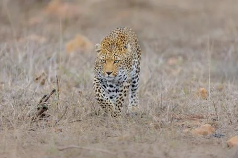 Leopard in the wilderness Stock Photos