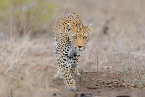 Leopard in the wilderness Stock-Fotos