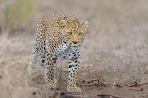 Leopard in the wilderness Stock Photos