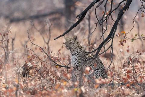 Leopard in the wilderness Stock Photos