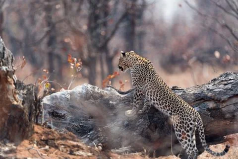 Leopard in the wilderness Stock Photos