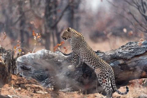 Leopard in the wilderness Foto stock