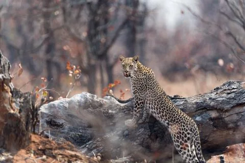 Leopard in the wilderness 스톡 사진