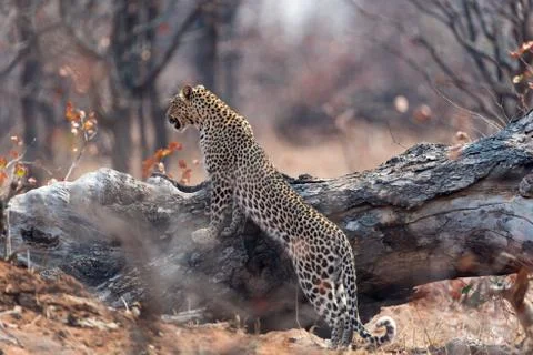 Leopard in the wilderness Fotos Stock