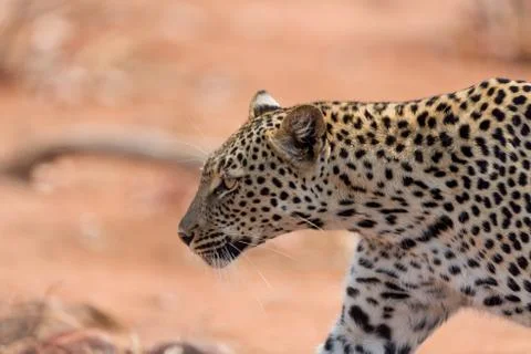 Leopard in the wilderness Fotos Stock
