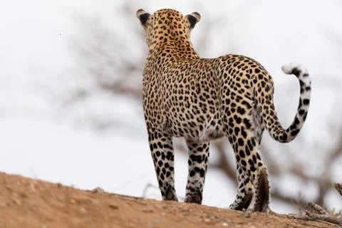Leopard in the wilderness Stock Photos