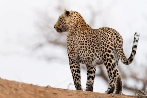 Leopard in the wilderness Stock Photos