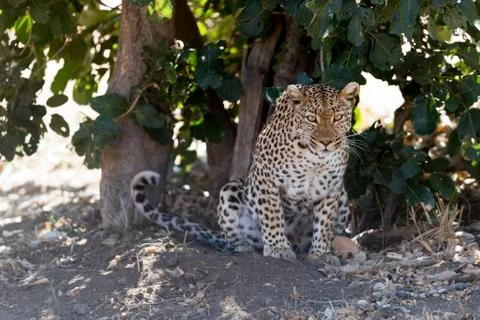 Leopard in the wilderness Stock Photos