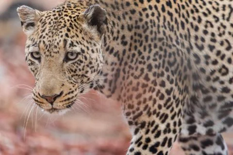 Leopard in the wilderness 스톡 사진