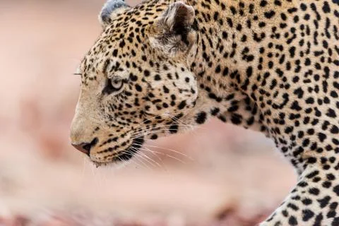 Leopard in the wilderness 스톡 사진
