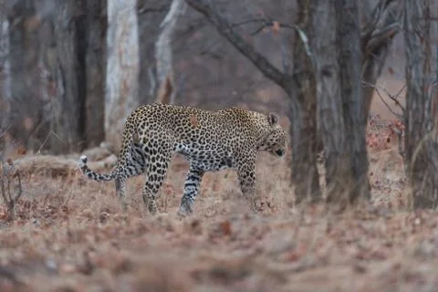 Leopard in the wilderness Stock Photos
