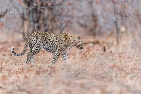 Leopard in the wilderness Foto stock