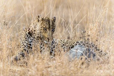 Leopard in the wilderness Stock Photos