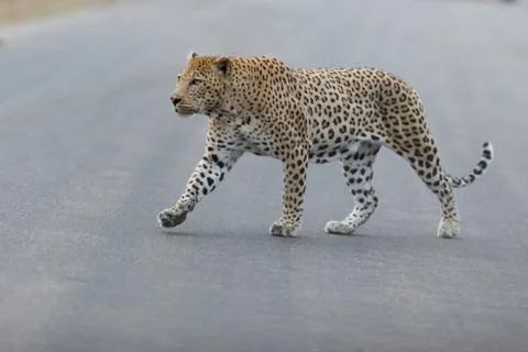 Leopard in the wilderness Stock-Fotos