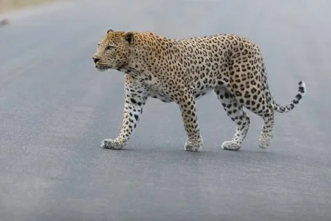 Leopard in the wilderness Stock Photos